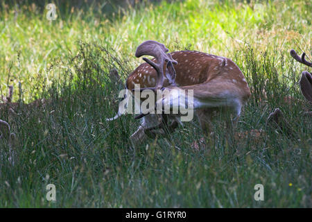 Damhirsch Dama Dama Bock mit wachsenden Geweih in samt Bolderwood Deer Sanctuary New Forest Nationalpark Hampshire England Stockfoto