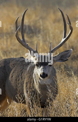 Maultierhirsche Odocoileus Hemionus Bosque del Apace National Wildlife Refuge New Mexico USA Stockfoto