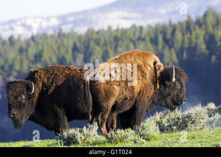 Amerikanischer Bison Bison Bison Männchen Yellowstone Nationalpark Wyoming USA Stockfoto