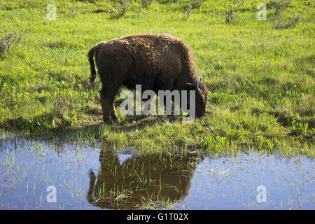 Amerikanischer Bison Bison Bison neben kleinen Teich Yellowstone National Park in Wyoming USA Stockfoto