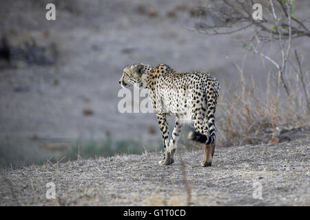 Gepard Acinonyx Jubatus Krüger Nationalpark in Südafrika Stockfoto