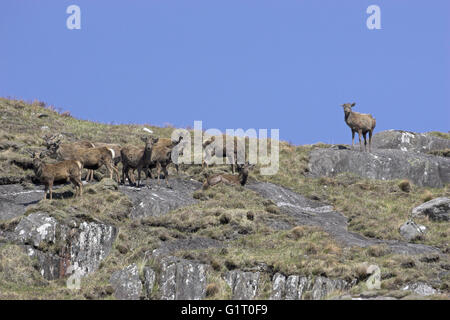 Rothirsch Cervus Elaphus Hirsche in samt auf Hügel Schottland Stockfoto