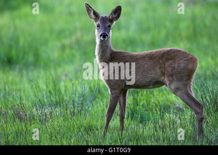 Rehe Capreolus Capreolus Avon Valley in der Nähe von Ringwood Hampshire England Stockfoto