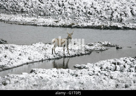 Rothirsch Cervus Elaphus Hirsch von Fluss und Schnee bedeckt Moorland Schottland Stockfoto