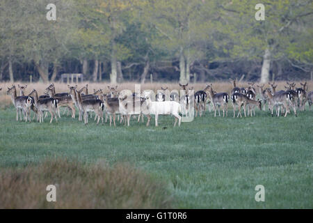 Damhirschen Cervus Dama Herde der New Forest Nationalpark Hampshire England tut Stockfoto