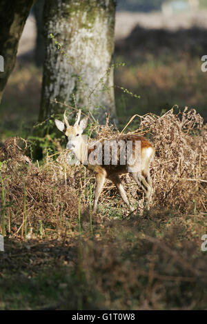 Rehe Capreolus Capreolus Mauser im Frühjahr Wald New Forest Nationalpark Hampshire England buck Stockfoto
