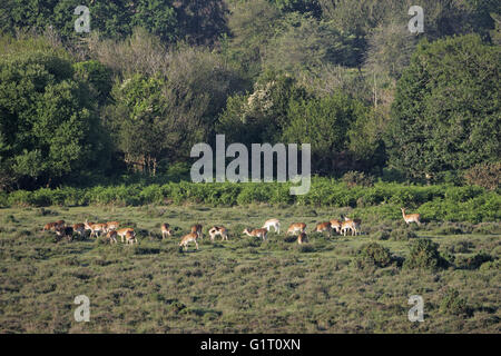 Damhirsch Dama Dama Herde auf Heideland New Forest Nationalpark Hampshire England Stockfoto