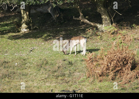 Damhirsch Dama Dama Buck im Herbst ernähren sich von Eicheln New Forest Nationalpark Hampshire England Stockfoto