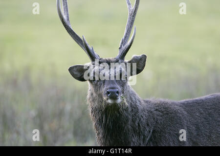 Sika Hirsch Cervus Nippon Hirsch während der Brunft Arne Dorset-England Stockfoto