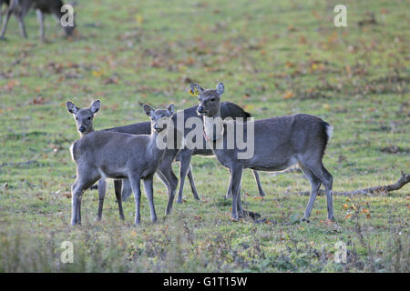 Sika Hirsch Cervus Nippon Hinds eine Ohrmarke und Radio tracking-Kragen Arne Dorset-England Stockfoto