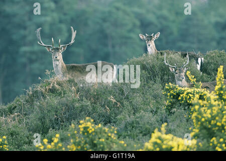 Damhirsch Dama Dama Böcke auf Heideland New Forest Nationalpark Hampshire England Stockfoto