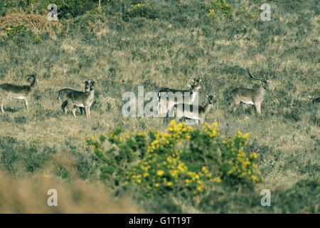 Damhirsch Dama Dama Gruppe auf Heideland New Forest Nationalpark Hampshire England Stockfoto