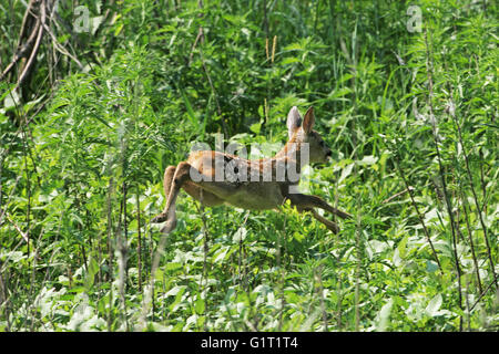 Rehe Capreolus Capreolus Rehkitz laufen durch die Vegetation in der Nähe von Tiszaalpar Ungarn Stockfoto