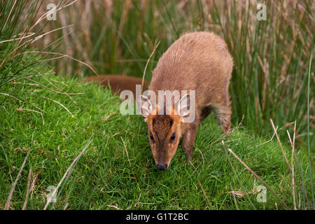 Muntjak Muntiacus Reevesi [Gefangenen] West Country Tierfotografie Zentrum Devon England UK Stockfoto