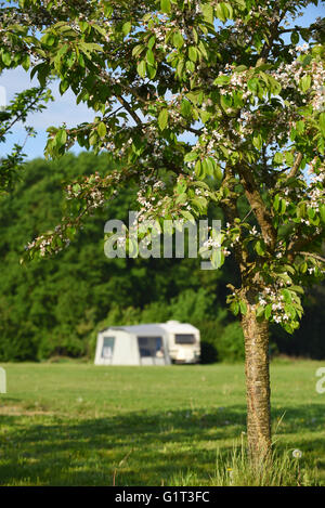 Blühender Apfelbaum vor einem einzigen Wohnwagen mit Zelt auf einem Bauernhof-Gelände. Stockfoto