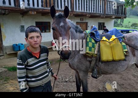 Transport von Milch in Pulun "Las Huaringas" - HUANCABAMBA... Abteilung von Piura. Peru Stockfoto