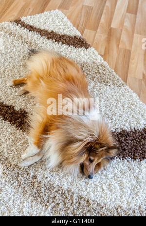 Shetland Sheepdog liegt auf Teppich Stockfoto