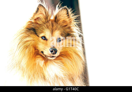Öl gemalt Sheltie Blicke in die Kamera Stockfoto