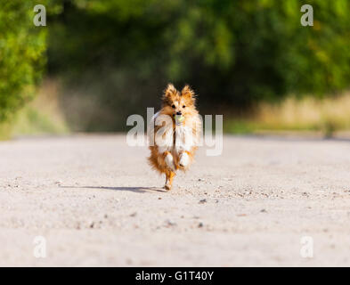 Shetland Sheepdog mit Ball im Mund laufen Stockfoto