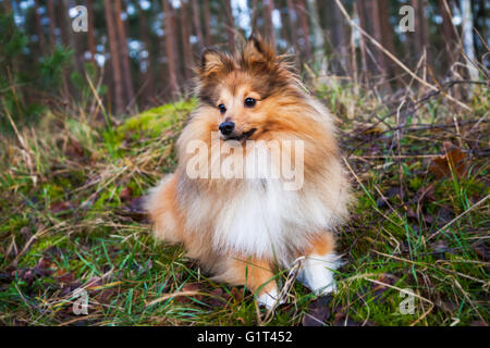 Shetland Sheepdog liegt auf dem Rasen in einem Wald Stockfoto