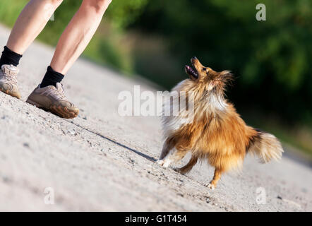 Shetland Sheepdog sieht zu seinem Besitzer Stockfoto