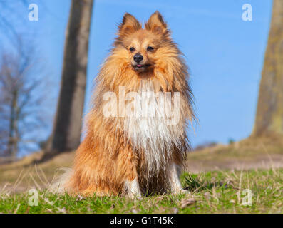 Shetland Sheepdog sitzt auf dem Rasen Stockfoto