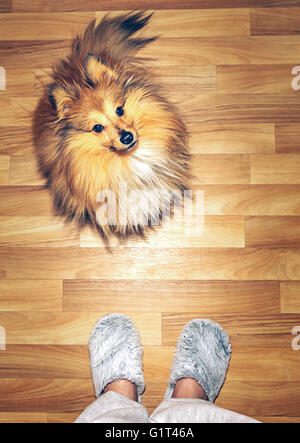 Shelty Hund auf holzigen Boden sitzend Stockfoto