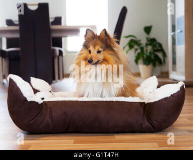 junge Sheltie sitzt in einem Korb und schaut nach rechts Stockfoto