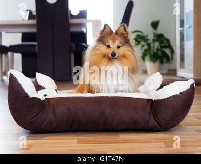 junge Sheltie in Korb sitzt und schaut auf die Kamera Stockfoto