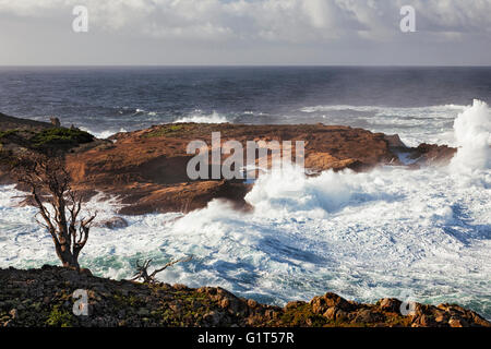 Tosende Wellen und hohe Brandung Pfund die Sandsteinfelsen von Point Lobos State Natural Reserve im kalifornischen Big Sur Küste. Stockfoto