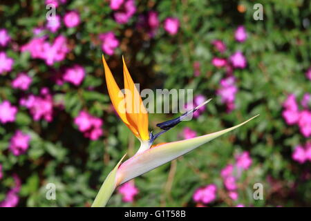 Paradiesvogel Blume legen Sie in der frühen Sonne Stockfoto