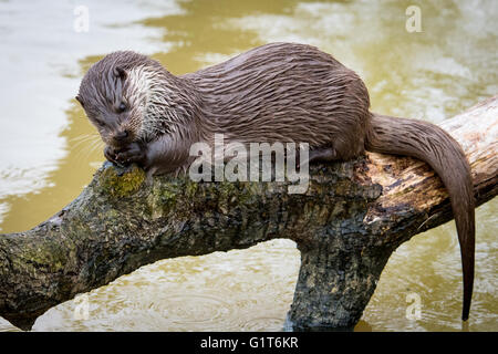 Eurasische Fischotter (Lutra Lutra) Essen auf einem Baumstamm Stockfoto