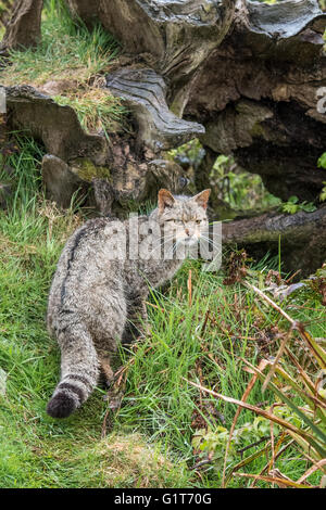 Schottische Wildkatze Stockfoto