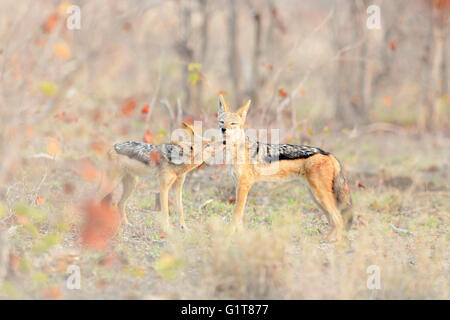 Black-backed Jackal (Canis mesomelas) Paar Gruß, Krüger Nationalpark, Südafrika Stockfoto