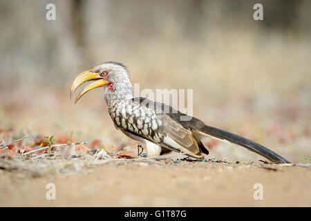 Southern Yellow-billed Hornbill (tockus leucomelas) Erwachsenen, die nahrungssuche am Boden, Krüger Nationalpark, Südafrika. Stockfoto