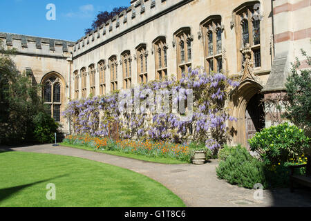 Glyzinie im Garten Viereck, Balliol College. Oxford, UK Stockfoto