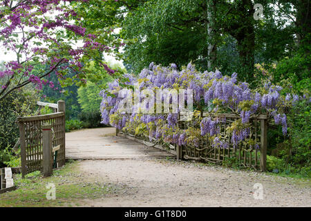 Blühende Wisteria sinensis Prolific über eine hölzerne Brücke in der RHS Wisley Gardens, Surrey, England Stockfoto