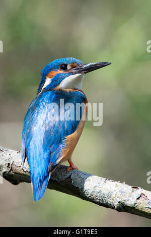 Gullimot Landung auf seinem Nest site am Nachmittag Sonnenschein Stockfoto