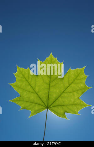 EINEN EINZIGEN GRÜNEN FRÜHLING MAPLE LEAF HINTERGRUNDBELEUCHTUNG AUF KLAREN, BLAUEN HIMMEL Stockfoto