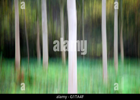 Absichtliche Kamera Bewegung ICM des Baumes Tunks in Strid Wood, Bolton Abbey, Yorkshire Dales Stockfoto