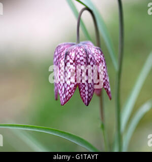 Nahaufnahme von lila und weißen Schlange Kopf Fritillary Blume Stockfoto