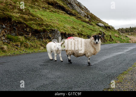 Schafe auf der Straße, irische Landschaft, County Donegal, Republik Irland, Europa. Stockfoto