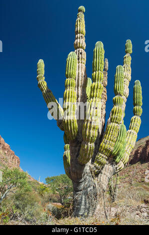 Cardon Kaktus, Pachycereus Pringlei, Isla Espíritu Santo, Baja California Sur, Mexiko Stockfoto