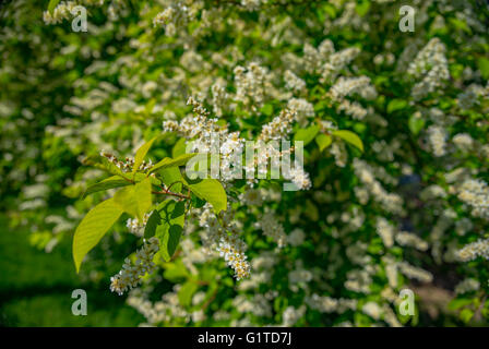 Kirschblüten über verschwommenes Natur Hintergrund Stockfoto