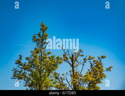 Frühling Baum mit frischen grünen Blättern an sonnigen Tag Stockfoto