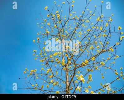 Frühling Baum mit frischen grünen Blättern an sonnigen Tag Stockfoto