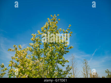 Frühling Baum mit frischen grünen Blättern an sonnigen Tag Stockfoto