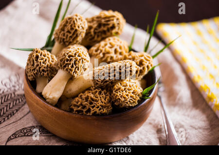 Feine Küche, Morchella Esculenta, (allgemein bekannt als gemeinsame Morel, Morel, gelbe Morel, wahre Morel Morchel Pilz) Stockfoto