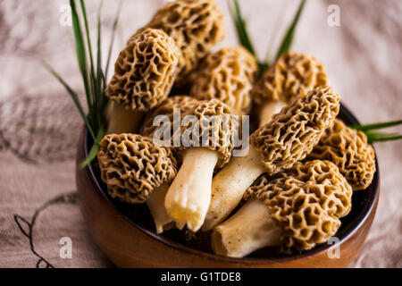 Feine Küche, Morchella Esculenta, (allgemein bekannt als gemeinsame Morel, Morel, gelbe Morel, wahre Morel Morchel Pilz) Stockfoto