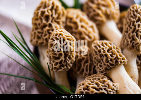 Feine Küche, Morchella Esculenta, (allgemein bekannt als gemeinsame Morel, Morel, gelbe Morel, wahre Morel Morchel Pilz) Stockfoto